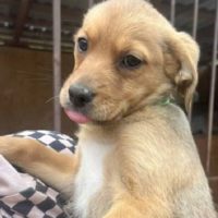 Дакота, 3 месяца. Дмитровский р-он М.О.